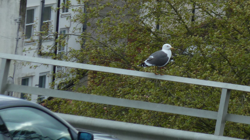 seagull.jpg