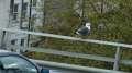 seagull