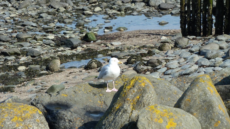 Lynmouth.JPG