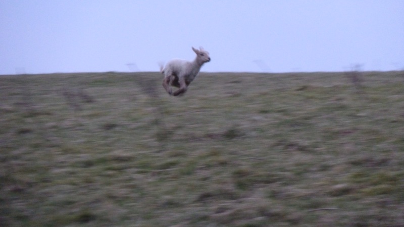 Sheep.JPG