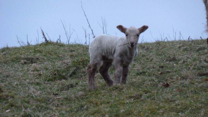 Sheep1.JPG