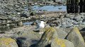 Lynmouth