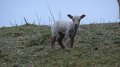 Sheep1