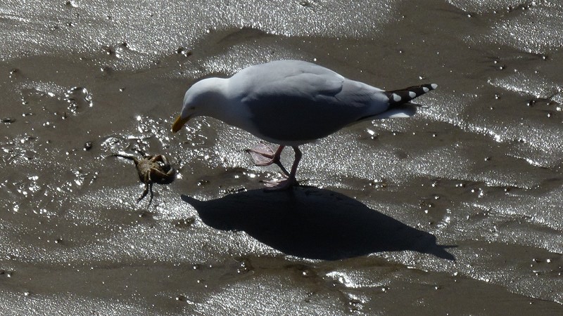 Ilfracombe7.JPG