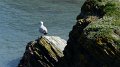 Ilfracombe12