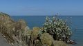 Ilfracombe13