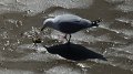 Ilfracombe7