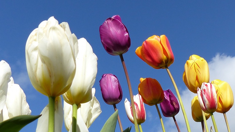 tulips1.JPG