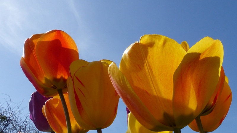 tulips2.JPG