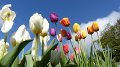 tulips