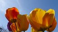 tulips2