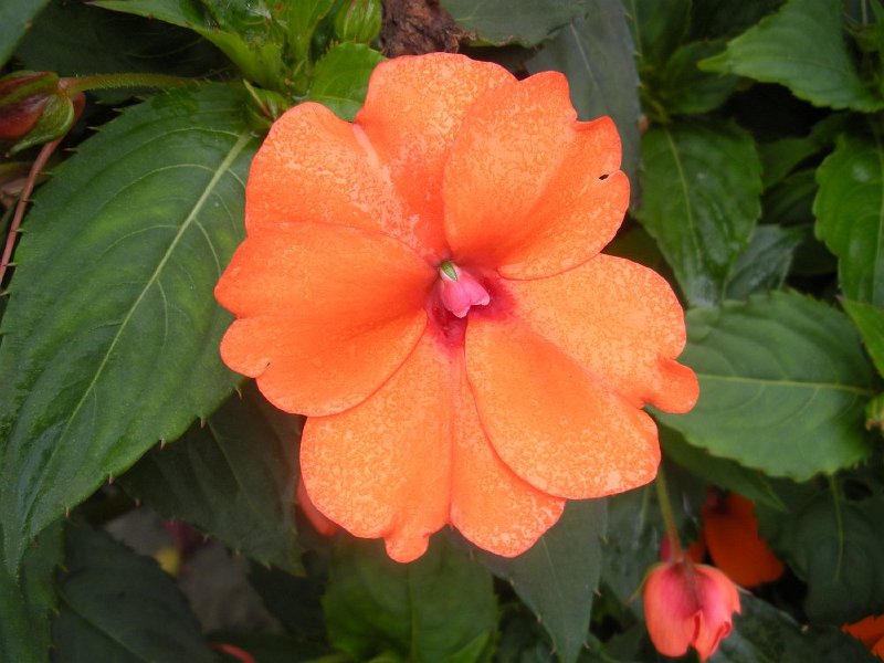 DSCN2621.JPG