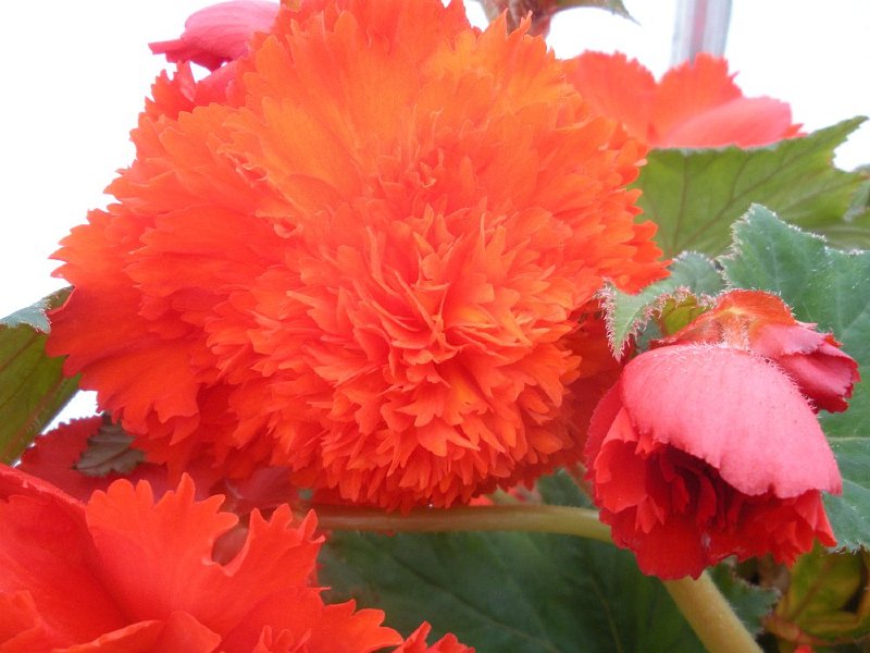 DSCN2697.JPG