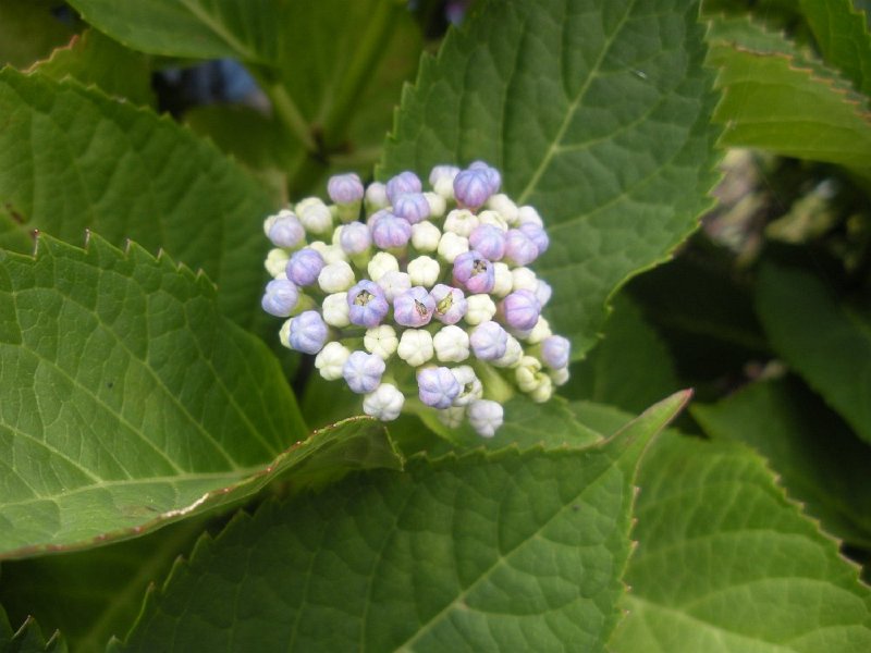 DSCN2723.JPG