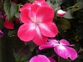 DSCN2736