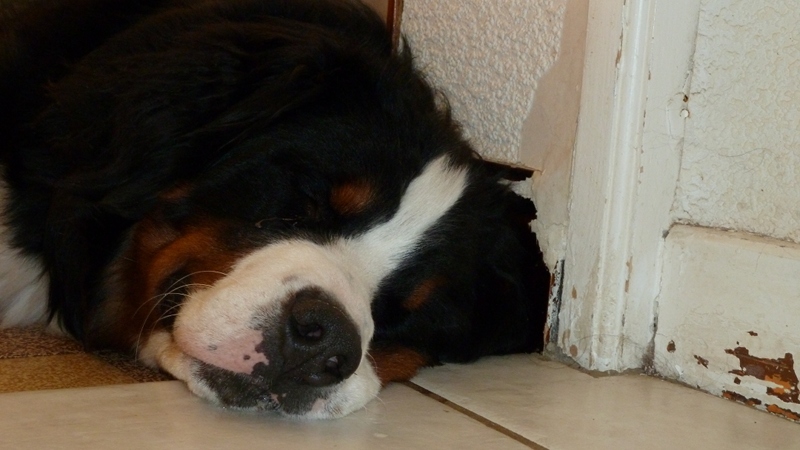 pooped.jpeg