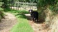 morewalkies