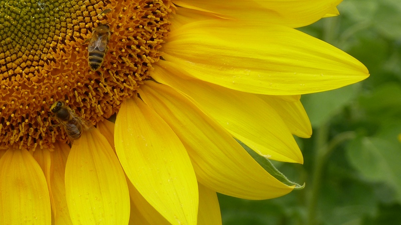 bees.jpeg