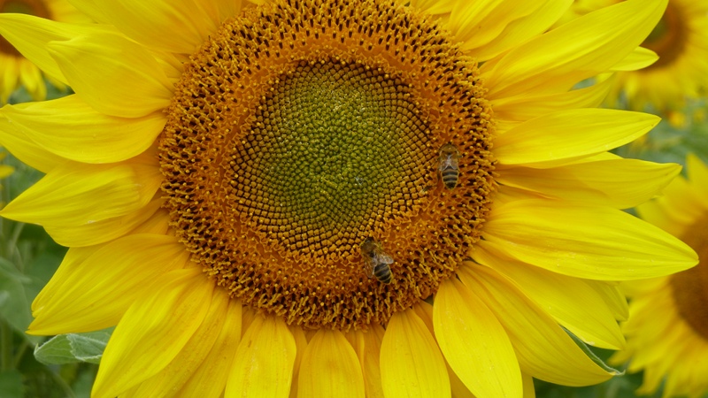 bees1.jpeg