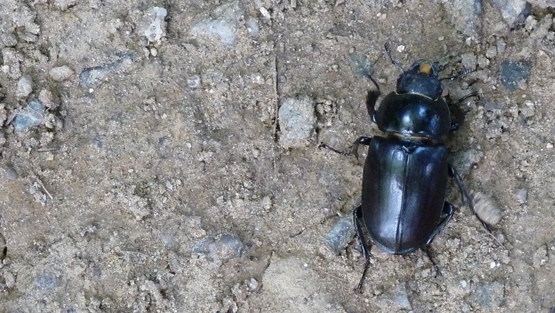 beetle.jpeg