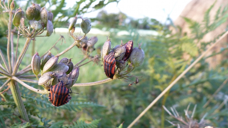 beetles.jpeg