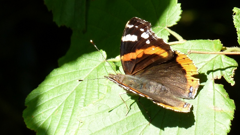 butterfly.jpeg