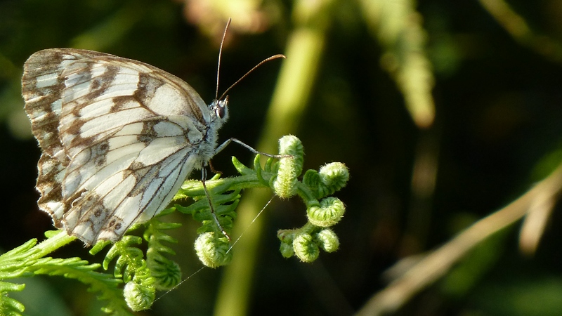butterfly11.jpeg
