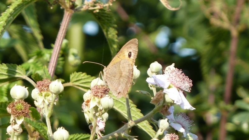 butterfly12.jpeg