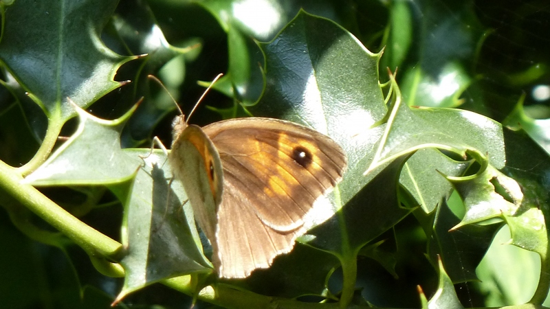 butterfly2.jpeg