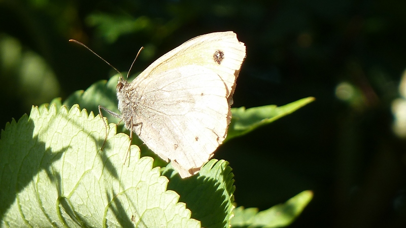butterfly3.jpeg