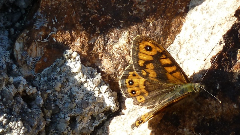 butterfly5.jpeg