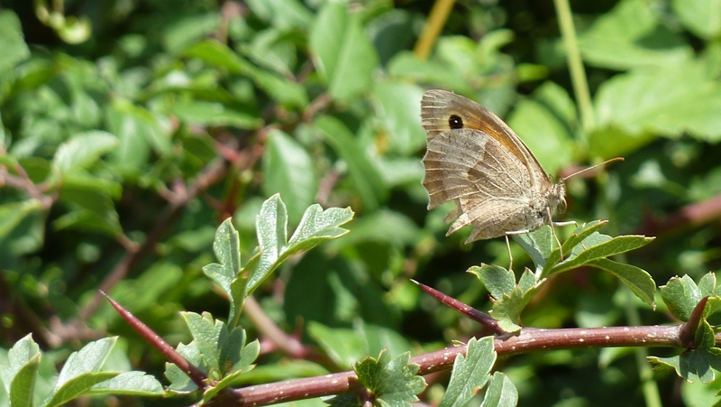 butterfly6.jpeg