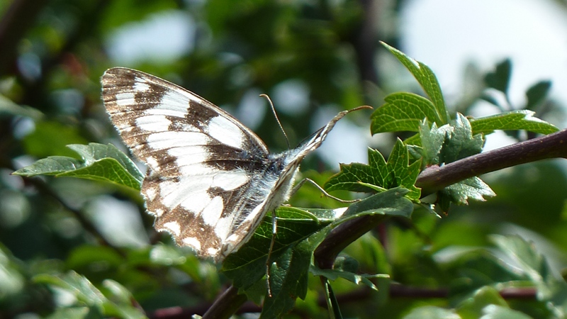 butterfly7.jpeg