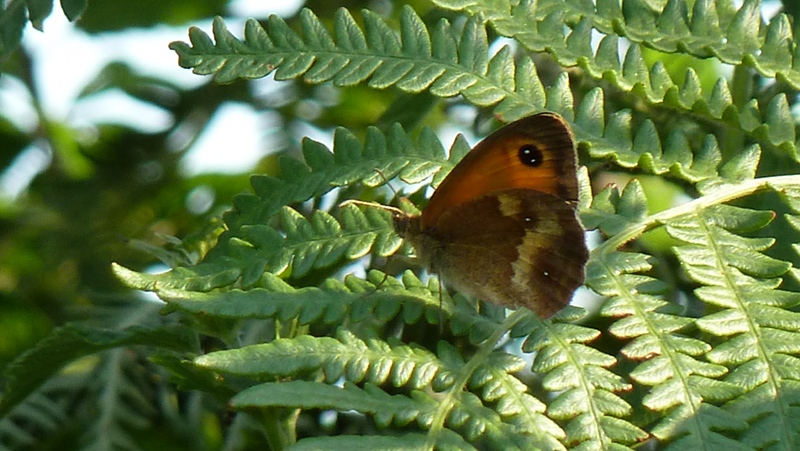 butterfly8.jpeg