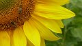 bees