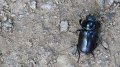 beetle