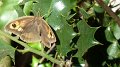 butterfly1