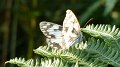 butterfly9