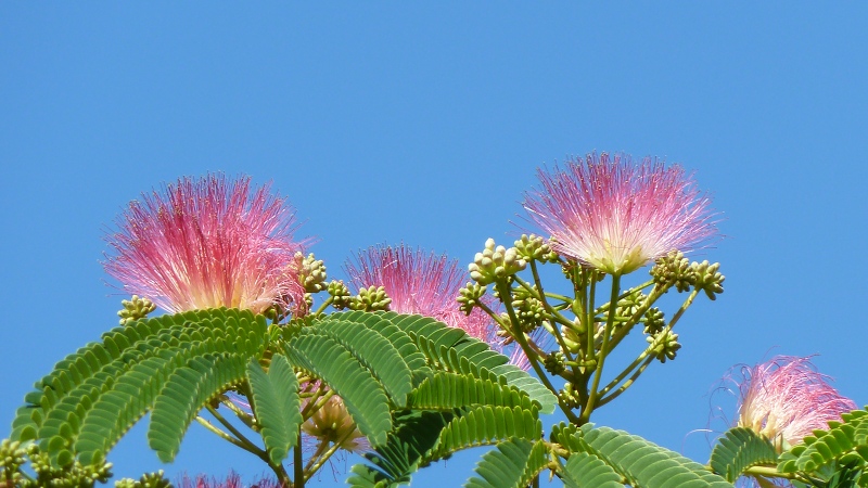 albizia1.jpeg
