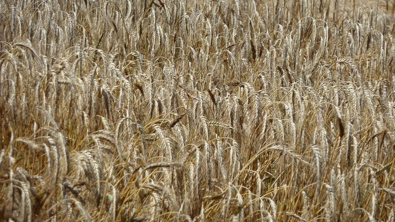 field.jpeg