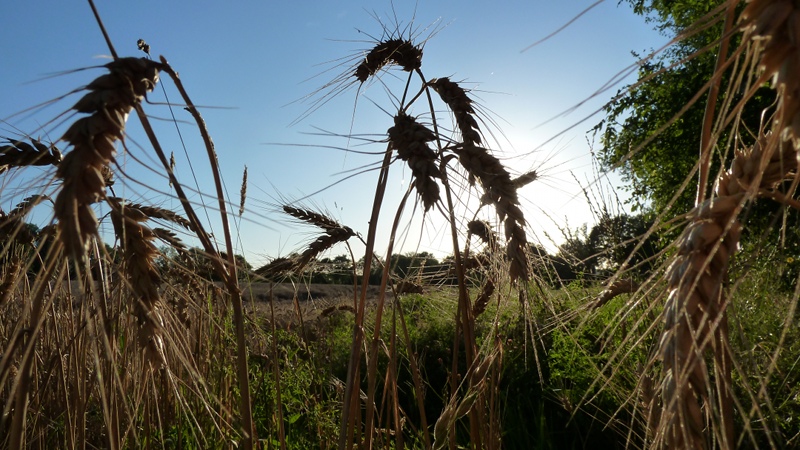 field1.jpeg
