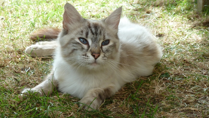 kitty.jpeg
