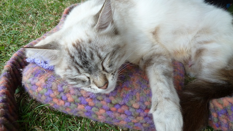 kitty1.jpeg