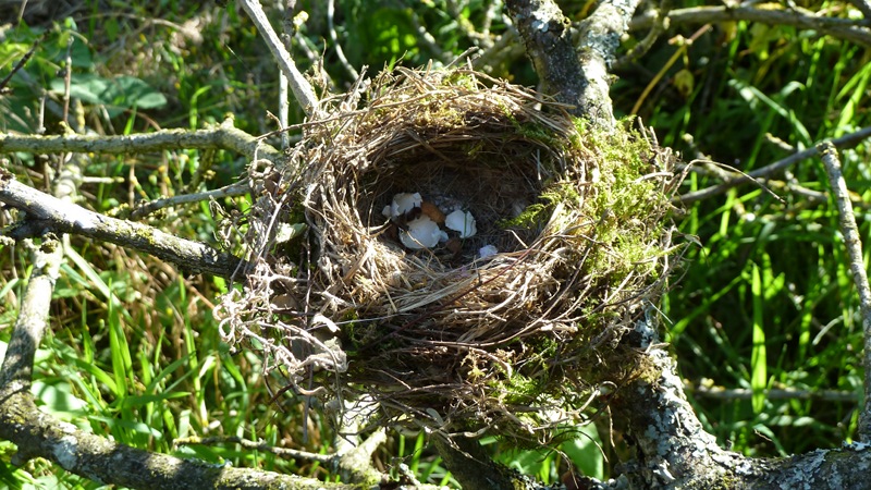 nest.jpeg