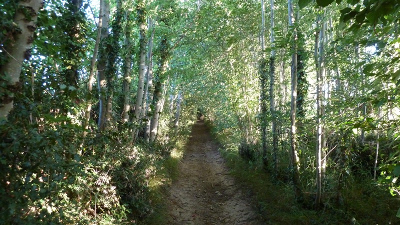 path.jpeg