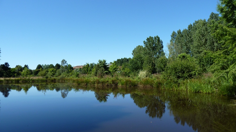 pond1.jpeg