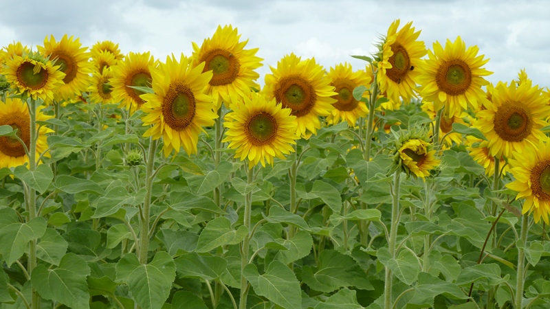 sunflowers.jpeg