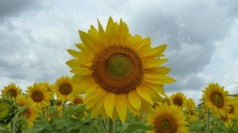 sunflowers1.jpeg