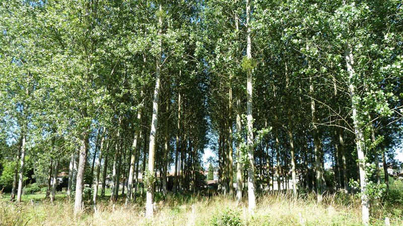 trees.jpeg