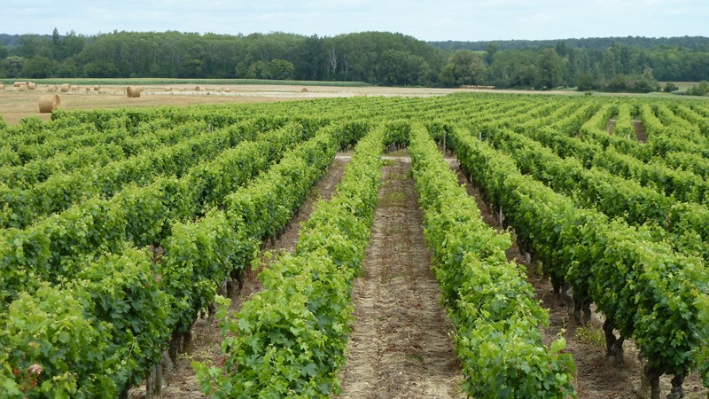 vines.jpeg